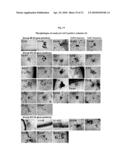 MULTIPOTENT/PLURIPOTENT CELLS AND METHODS diagram and image