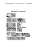 MULTIPOTENT/PLURIPOTENT CELLS AND METHODS diagram and image