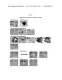 MULTIPOTENT/PLURIPOTENT CELLS AND METHODS diagram and image