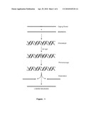 PHOTOCLEAVABLE SENSE-ANTISENSE COMPLEX diagram and image