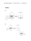 POROUS MEMBRANE DEVICE THAT PROMOTES THE DIFFERENTIATION OF MONOCYTES INTO DENDRITIC CELLS diagram and image