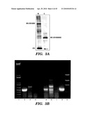 CHIMERIC T-CELL RECEPTORS AND T-CELLS TARGETING EGFRVIII ON TUMORS diagram and image