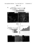 METHOD FOR INDUCTION/DIFFERENTIATION INTO PHOTORECEPTOR CELL diagram and image