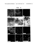 METHOD FOR INDUCTION/DIFFERENTIATION INTO PHOTORECEPTOR CELL diagram and image