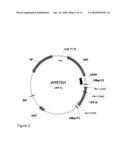 Sulfonylurea-Responsive Repressor Proteins diagram and image