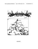 Novel Druggable Regions in the Dengue Virus Envelope Glycoprotein and Methods of Using the Same diagram and image