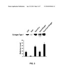 BOTANICAL COMPOSITION FOR ENHANCED SKIN REPAIR AND USES THEREOF diagram and image