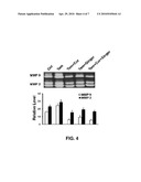 BOTANICAL COMPOSITION FOR ENHANCED SKIN REPAIR AND USES THEREOF diagram and image