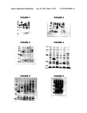 Nucleic acids and proteins from streptococcus groups a & b diagram and image