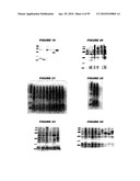 Nucleic acids and proteins from streptococcus groups a & b diagram and image