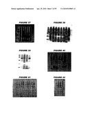 Nucleic acids and proteins from streptococcus groups a & b diagram and image