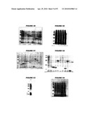 Nucleic acids and proteins from streptococcus groups a & b diagram and image