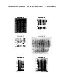 Nucleic acids and proteins from streptococcus groups a & b diagram and image