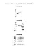 Nucleic acids and proteins from streptococcus groups a & b diagram and image