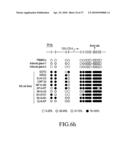 METHOD FOR DETECTING NEUROBLASTOMA diagram and image