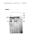 BISPECIFIC ANTIBODIES AND METHODS FOR PRODUCTION THEREOF diagram and image