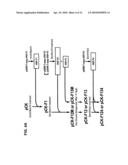 Hybrid Hepatocyte Growth Factor Gene Having High Expression Efficiency of Two Heterotypes of Hepatocyte Growth Factor diagram and image