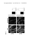 Hybrid Hepatocyte Growth Factor Gene Having High Expression Efficiency of Two Heterotypes of Hepatocyte Growth Factor diagram and image