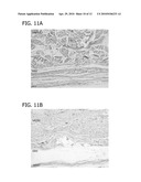 BIONANOCOMPOSITE FOR TISSUE REGENERATION AND SOFT TISSUE REPAIR diagram and image