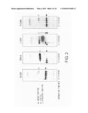 BRAIN-LOCALIZING POLYPEPTIDES COMPRISING A MULTIVALENT BINDING MOIETY AND IMPROVED METABOLIC STABILITY diagram and image