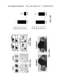 METAP-2 INHIBITOR POLYMERSOMES FOR THERAPEUTIC ADMINISTRATION diagram and image