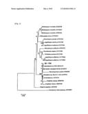 MATERIAL FOR CONTROL OF SOIL-BORNE DISEASE IN PLANT UTILIZING NOVEL FILAMENTOUS FUNGI diagram and image