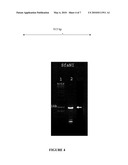 MITOCHONDRIAL NUCLEIC ACID DELIVERY SYSTEMS diagram and image