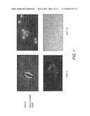 STEM CELLS FROM URINE AND METHODS FOR USING THE SAME diagram and image