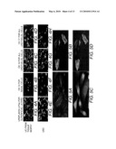 STEM CELLS FROM URINE AND METHODS FOR USING THE SAME diagram and image