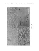 STEM CELLS FROM URINE AND METHODS FOR USING THE SAME diagram and image