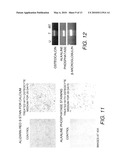 STEM CELLS FROM URINE AND METHODS FOR USING THE SAME diagram and image