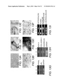 STEM CELLS FROM URINE AND METHODS FOR USING THE SAME diagram and image