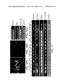 STEM CELLS FROM URINE AND METHODS FOR USING THE SAME diagram and image