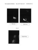 ANTIBODIES AGAINST RAMP3 diagram and image