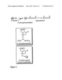 Modulation of Toll-Like Receptor 2 Expression By Antisense Oligonucleotides diagram and image