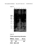 METHODS AND COMPOSITIONS FOR THE TREATMENT OF PROLIFERATIVE DISEASES diagram and image