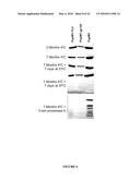 Papaya Mosaic Virus-Based Vaccines for Influenza diagram and image