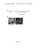 Papaya Mosaic Virus-Based Vaccines for Influenza diagram and image