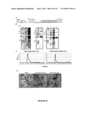 Papaya Mosaic Virus-Based Vaccines for Influenza diagram and image