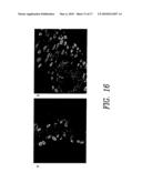 MULTIFUNCTIONAL AND BIOLOGICALLY ACTIVE MATRICES FROM MULTICOMPONENT POLYMERIC SOLUTIONS diagram and image