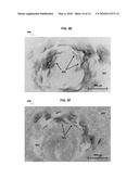 Anti-Reflective Coatings Comprising Ordered Layers of Nanowires and Methods of Making and Using the Same diagram and image