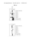 METHODS AND COMPOSITIONS FOR DIAGNOSIS AND TREATMENT OF INFLUENZA diagram and image