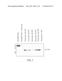 METHODS AND COMPOSITIONS FOR DIAGNOSIS AND TREATMENT OF INFLUENZA diagram and image