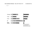 LUCIFERASE GENE OPTIMIZED FOR USE IN IMAGING OF INTRACELLULAR LUMINESCENCE diagram and image