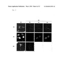 LUCIFERASE GENE OPTIMIZED FOR USE IN IMAGING OF INTRACELLULAR LUMINESCENCE diagram and image