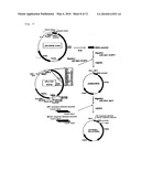 LUCIFERASE GENE OPTIMIZED FOR USE IN IMAGING OF INTRACELLULAR LUMINESCENCE diagram and image