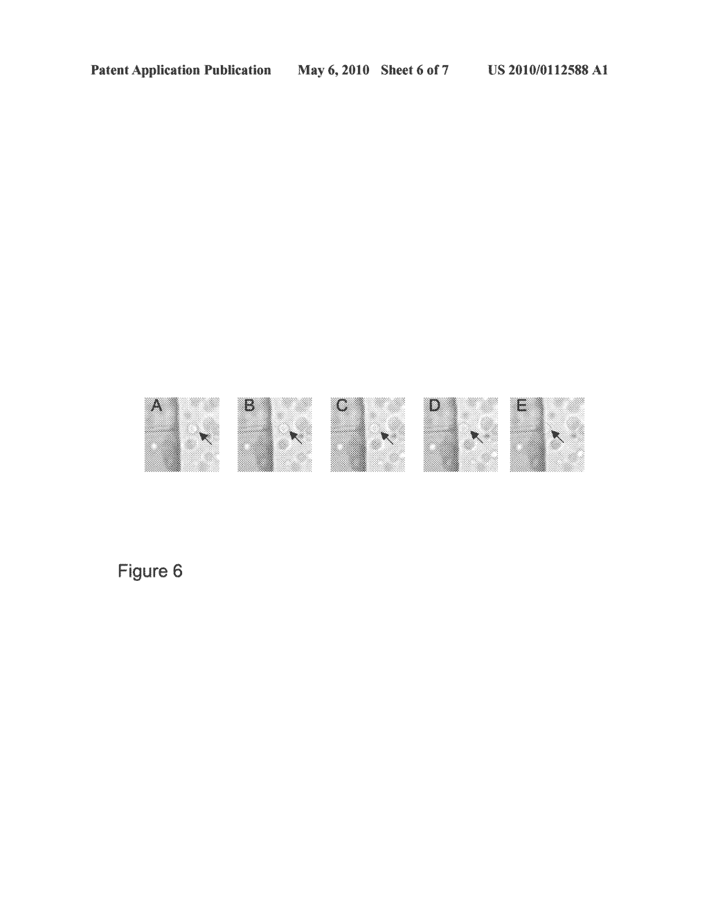 METHODS FOR SANGER SEQUENCING USING PARTICLE ASSOCIATED CLONAL AMPLICONS AND HIGHLY PARALLEL ELECTROPHORETIC SIZE-BASED SEPARATION - diagram, schematic, and image 07