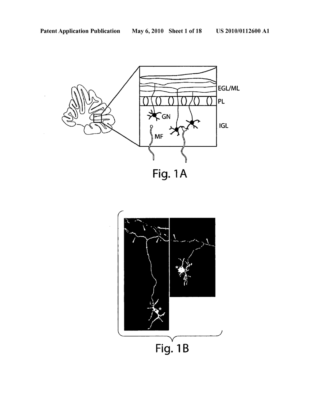 Methods and compositions for modulating synapse formation - diagram, schematic, and image 02
