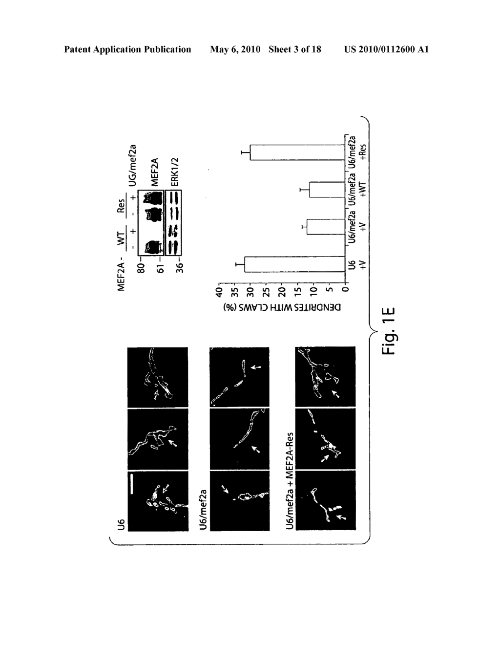 Methods and compositions for modulating synapse formation - diagram, schematic, and image 04