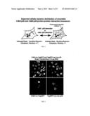 Protein-Protein Interaction Biosensors and Methods of Use Thereof diagram and image